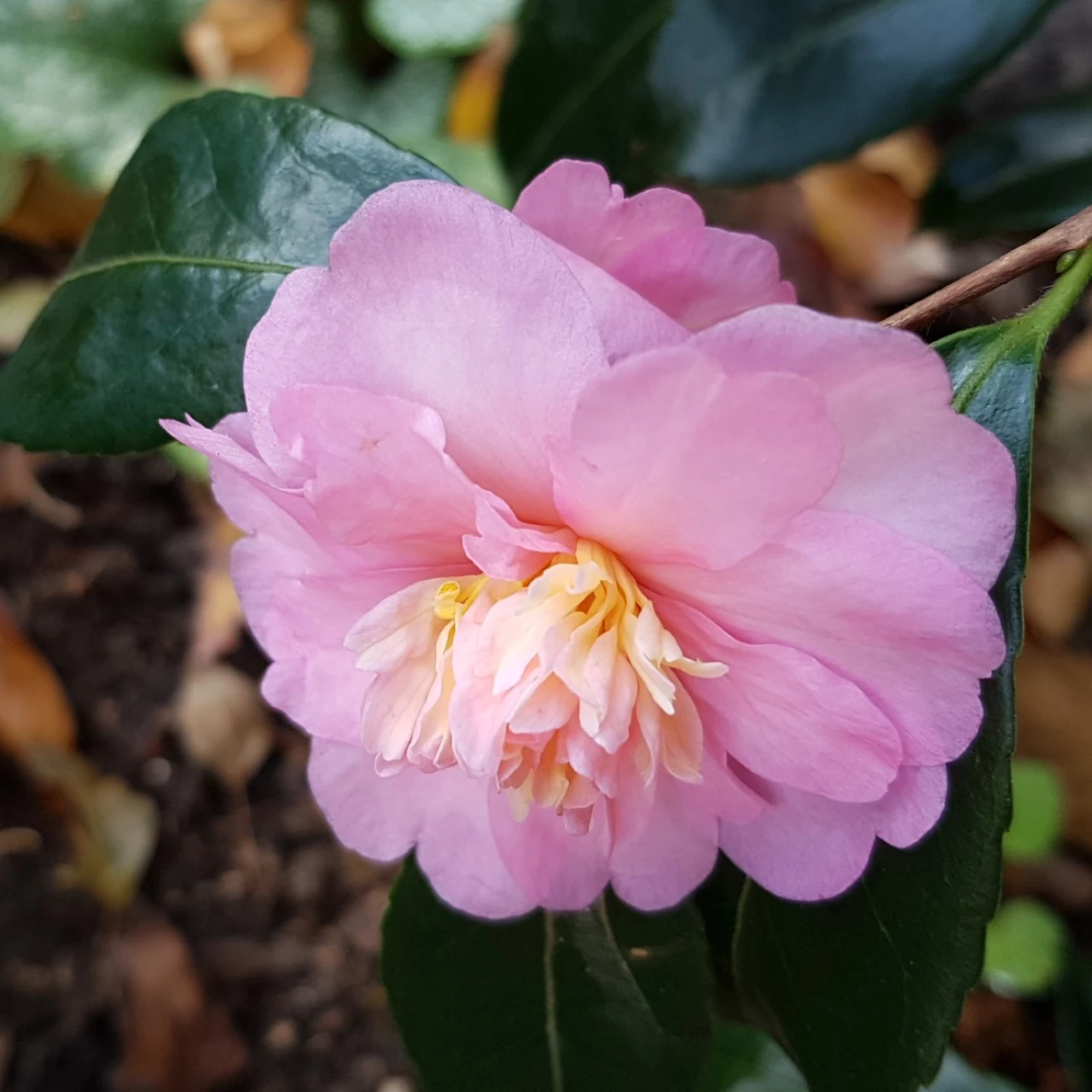C. 'Winter's Interlude'